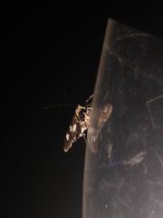 Desmia funeralis