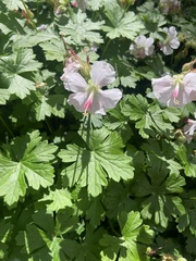 Geranium × cantabrigiense