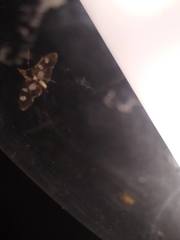 Desmia funeralis