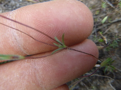 Leptosiphon bolanderi