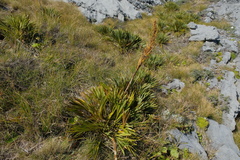 Aciphylla ferox