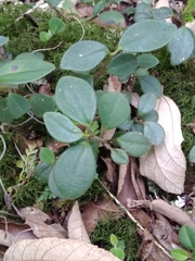 Peperomia increscens