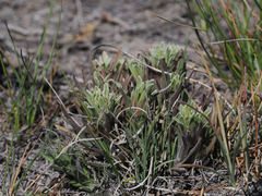 Castilleja pilosa pilosa