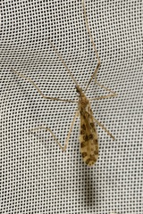 Ilisia maculata