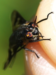 Chrysops cincticornis