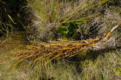 Aciphylla ferox