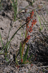 Rumex lacustris