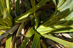 Aciphylla ferox