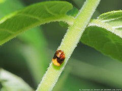 Clastoptera achatina
