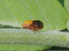 Clastoptera achatina