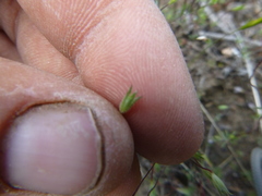 Leptosiphon bolanderi