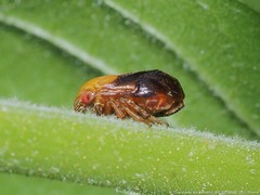 Clastoptera achatina