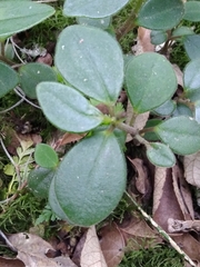Peperomia increscens
