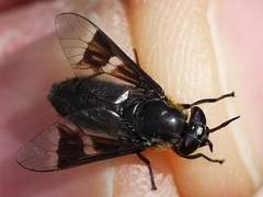 Chrysops cincticornis