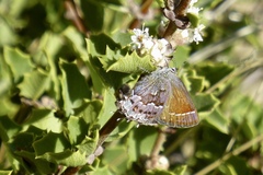 Callophrys loki