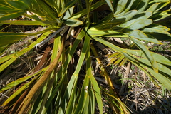 Aciphylla ferox