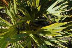 Aciphylla ferox