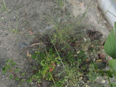 Eragrostis tenella