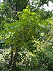 Clastoptera achatina