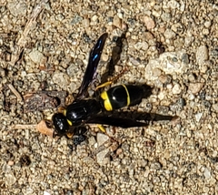 Ancistrocerus spinolae