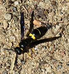 Ancistrocerus spinolae