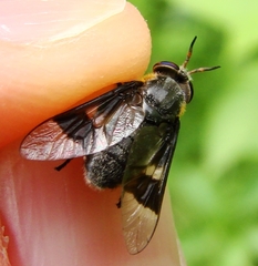 Chrysops cincticornis