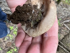 Gyromitra perlata