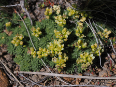 Cusickiella quadricostata