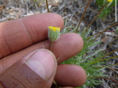 Erigeron bloomeri
