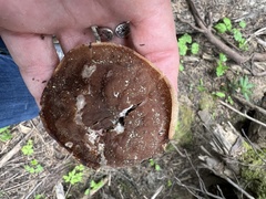 Gyromitra perlata