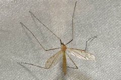 Limonia phragmitidis