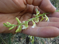 Astragalus filipes