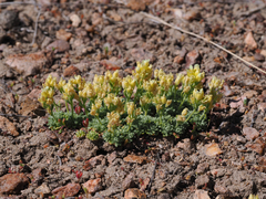 Cusickiella quadricostata