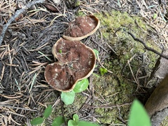 Gyromitra perlata