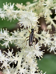 Analeptura