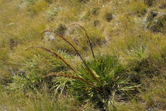 Aciphylla ferox