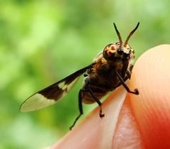 Chrysops cincticornis