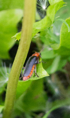 Cantharis rustica