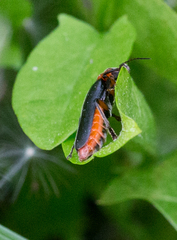 Cantharis rustica