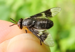 Chrysops cincticornis