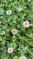 Trifolium repens