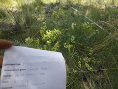 Astragalus filipes