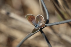 Hemiargus hanno hanno