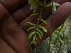 Astragalus filipes