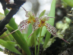 Masdevallia picturata