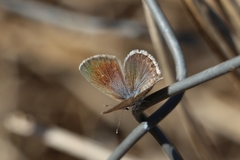Hemiargus hanno hanno