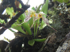 Masdevallia picturata