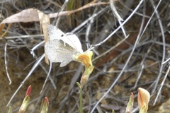 Anthocharis lanceolata