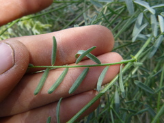 Astragalus filipes