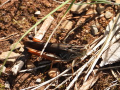 Stenobothrus rubicundulus